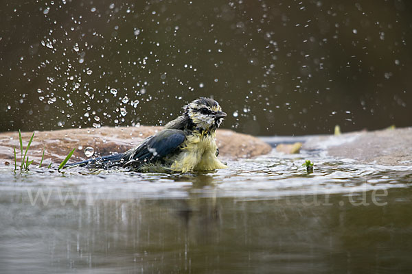 Blaumeise (Parus caeruleus)