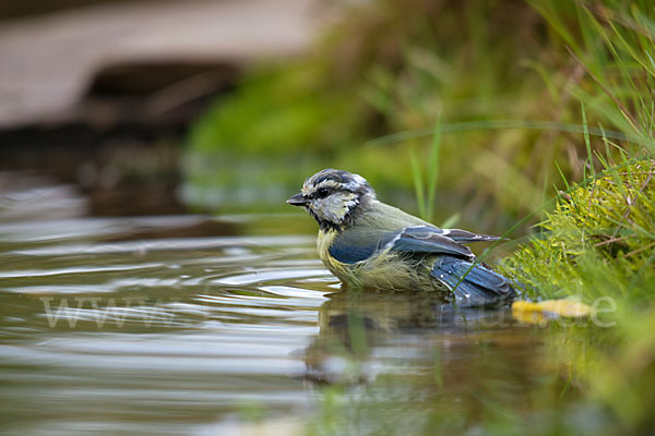 Blaumeise (Parus caeruleus)