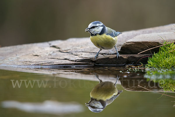 Blaumeise (Parus caeruleus)