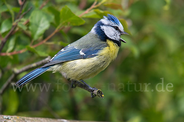 Blaumeise (Parus caeruleus)