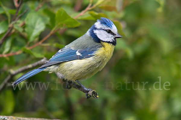 Blaumeise (Parus caeruleus)