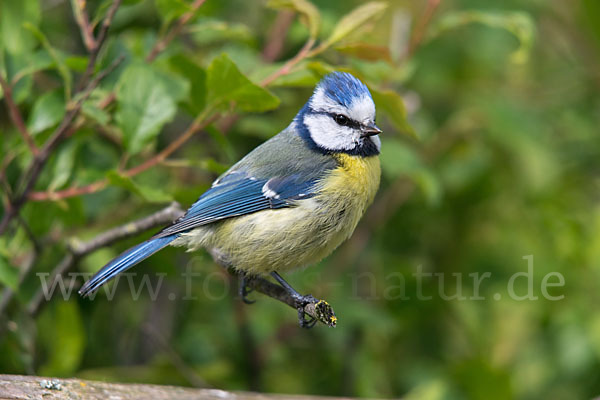 Blaumeise (Parus caeruleus)