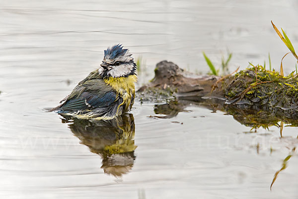 Blaumeise (Parus caeruleus)