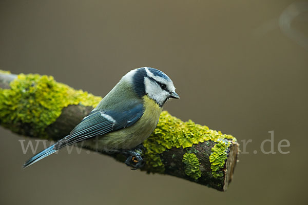 Blaumeise (Parus caeruleus)