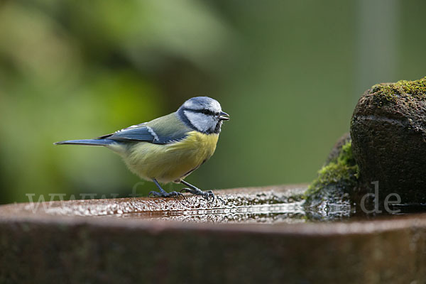 Blaumeise (Parus caeruleus)