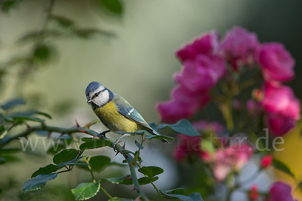 Blaumeise (Parus caeruleus)