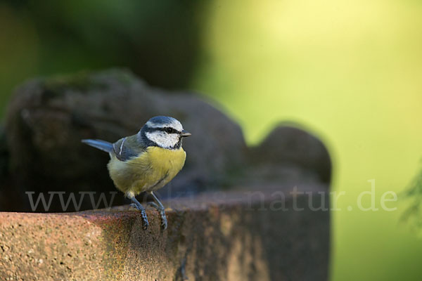 Blaumeise (Parus caeruleus)