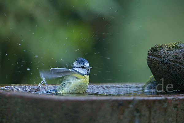 Blaumeise (Parus caeruleus)