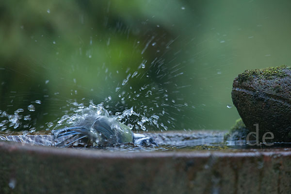 Blaumeise (Parus caeruleus)