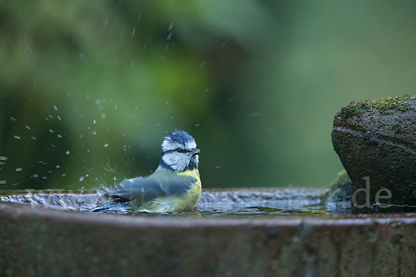 Blaumeise (Parus caeruleus)