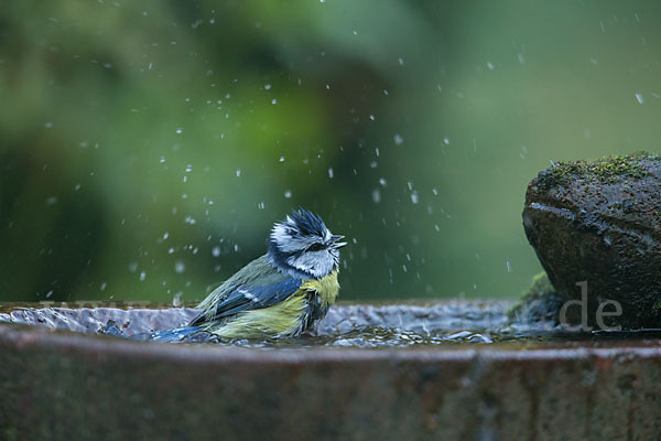 Blaumeise (Parus caeruleus)