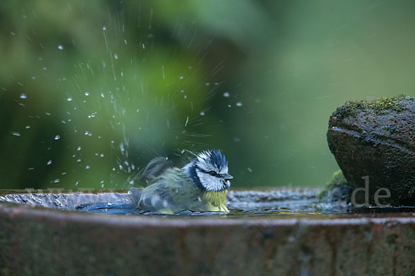 Blaumeise (Parus caeruleus)