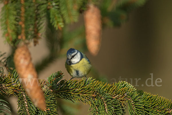 Blaumeise (Parus caeruleus)