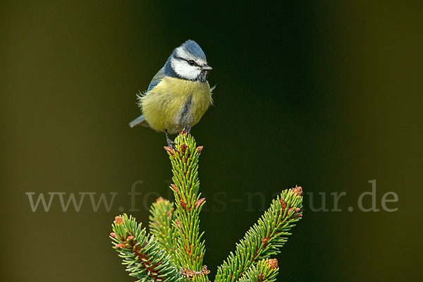 Blaumeise (Parus caeruleus)