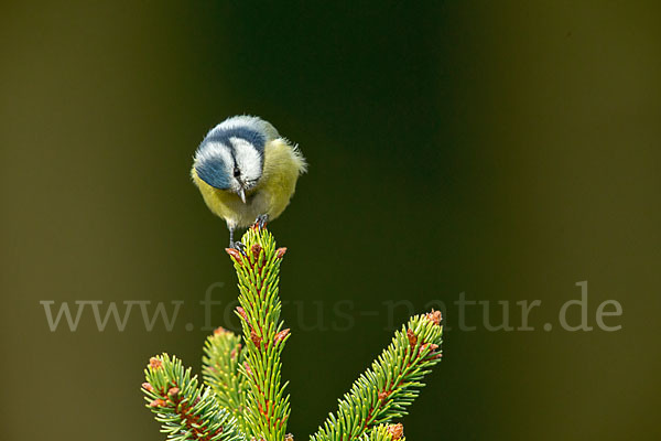 Blaumeise (Parus caeruleus)