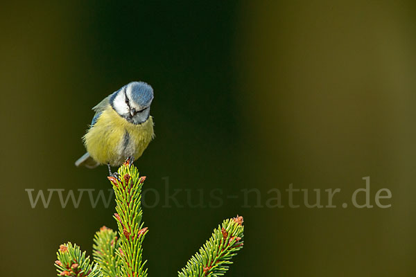 Blaumeise (Parus caeruleus)