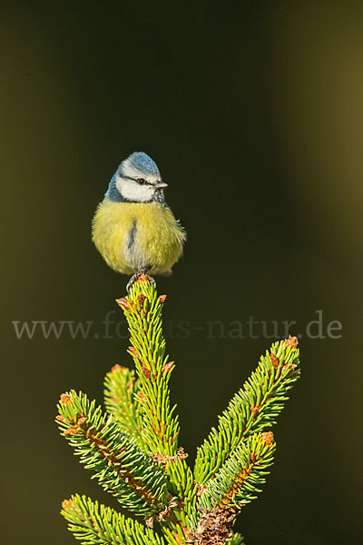 Blaumeise (Parus caeruleus)