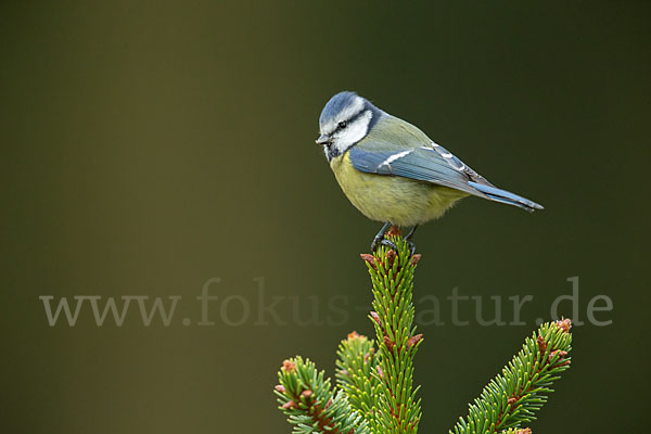 Blaumeise (Parus caeruleus)