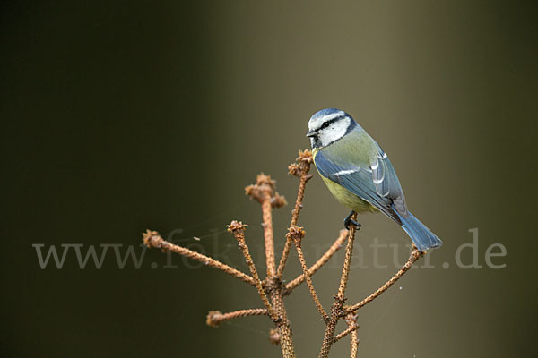 Blaumeise (Parus caeruleus)