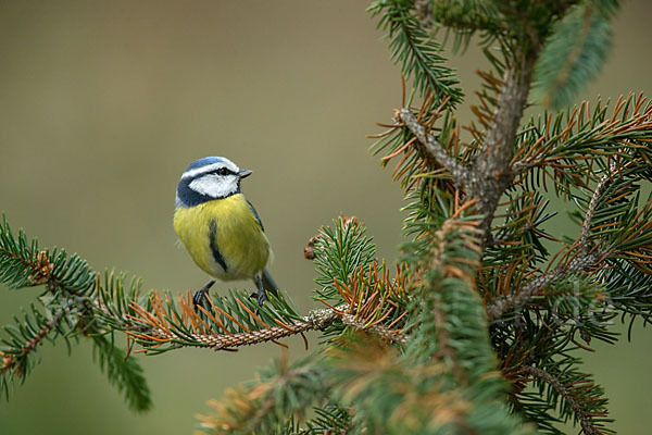 Blaumeise (Parus caeruleus)