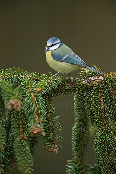 Blaumeise (Parus caeruleus)