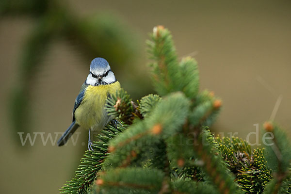 Blaumeise (Parus caeruleus)