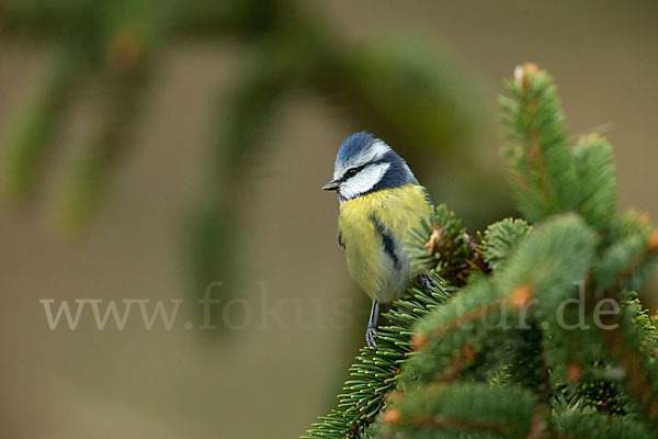 Blaumeise (Parus caeruleus)