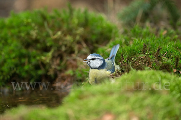 Blaumeise (Parus caeruleus)