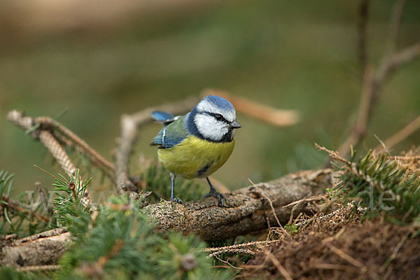 Blaumeise (Parus caeruleus)