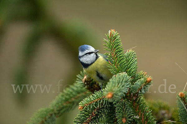 Blaumeise (Parus caeruleus)