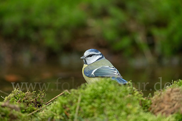 Blaumeise (Parus caeruleus)