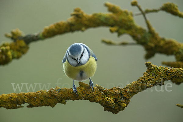 Blaumeise (Parus caeruleus)