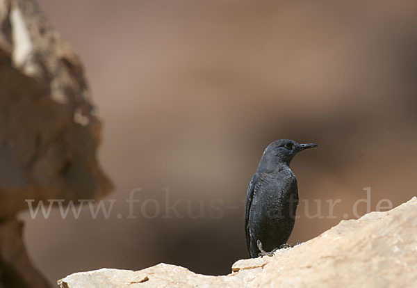 Blaumerle (Monticola solitarius)