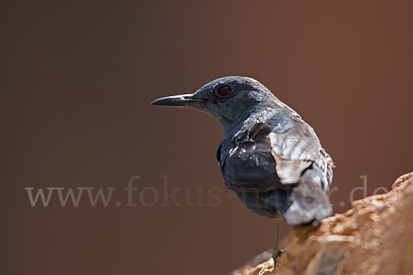 Blaumerle (Monticola solitarius)