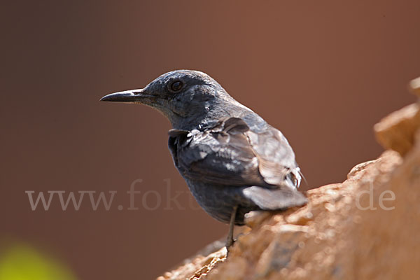 Blaumerle (Monticola solitarius)