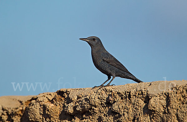 Blaumerle (Monticola solitarius)