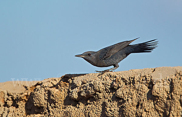 Blaumerle (Monticola solitarius)