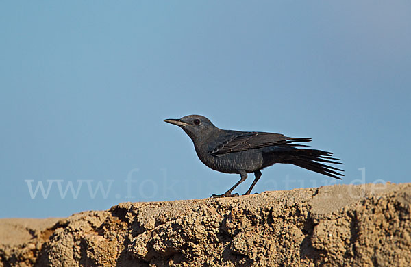 Blaumerle (Monticola solitarius)