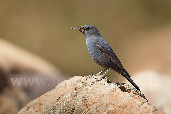 Blaumerle (Monticola solitarius)