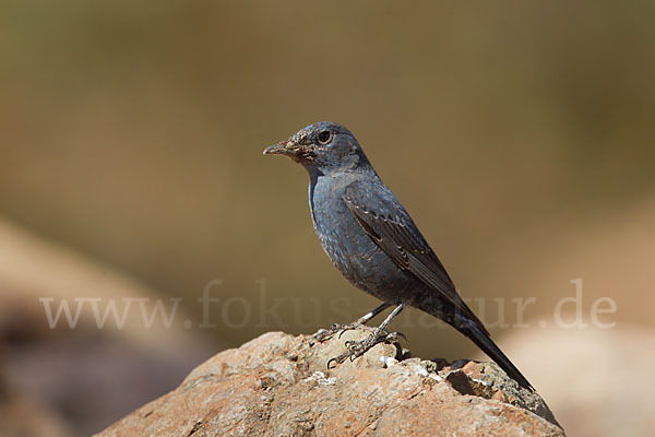 Blaumerle (Monticola solitarius)