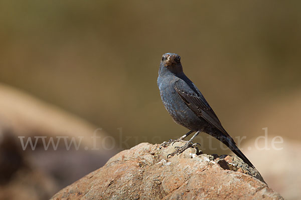 Blaumerle (Monticola solitarius)