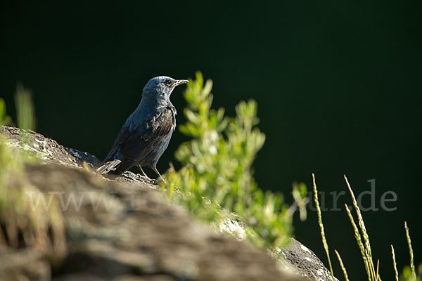 Blaumerle (Monticola solitarius)