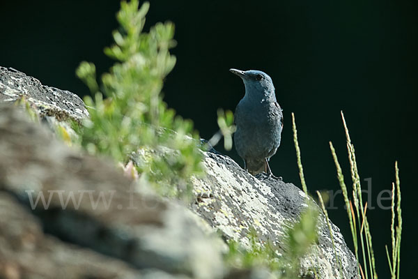 Blaumerle (Monticola solitarius)