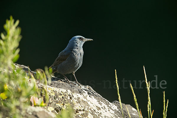 Blaumerle (Monticola solitarius)