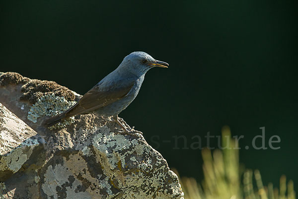 Blaumerle (Monticola solitarius)