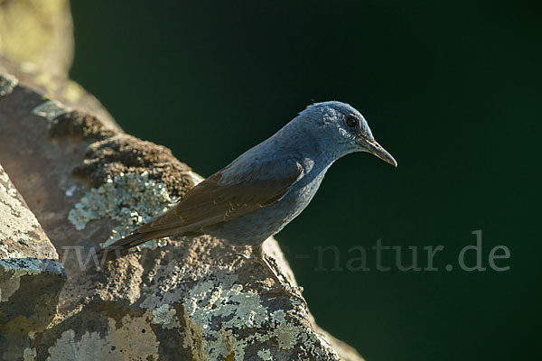 Blaumerle (Monticola solitarius)