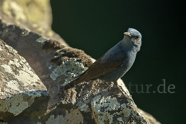 Blaumerle (Monticola solitarius)