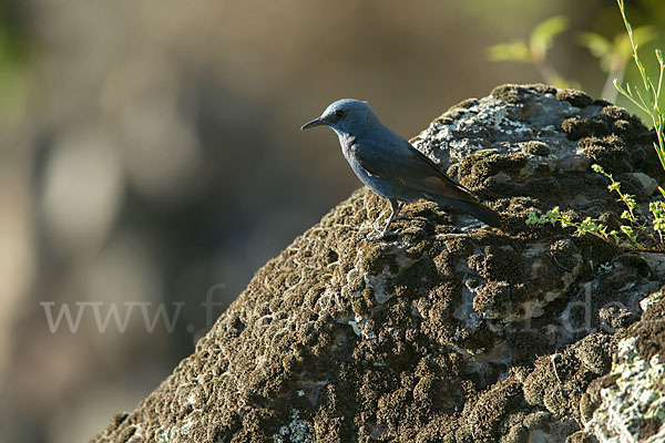 Blaumerle (Monticola solitarius)