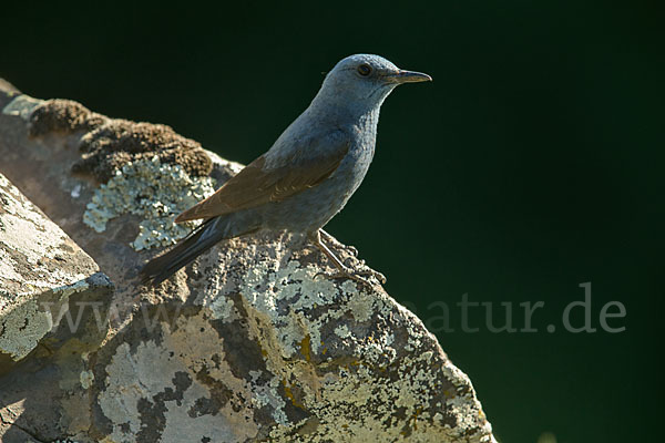 Blaumerle (Monticola solitarius)