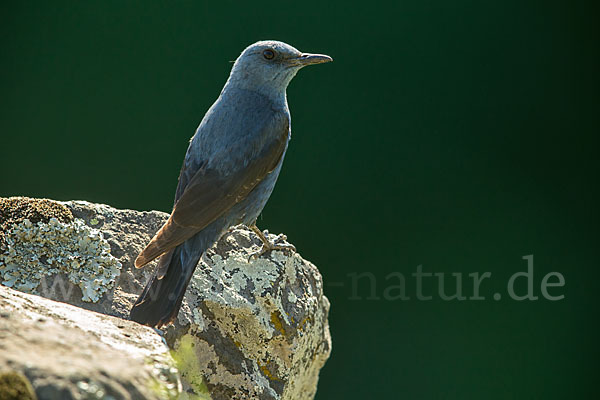 Blaumerle (Monticola solitarius)